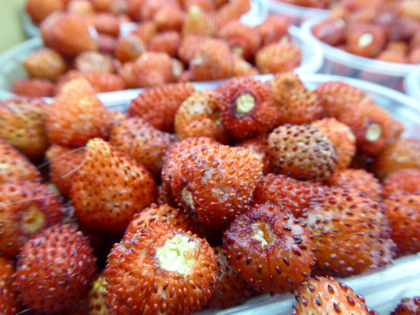fragole bosco